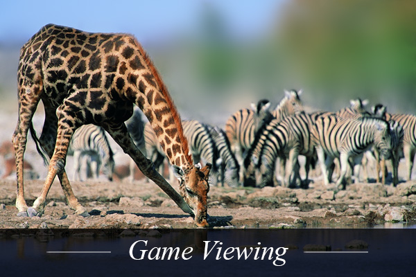 Game Viewing near Swanlake Luxury Accommodation at Magersfontein Memorial Golf Estate near Kimberley in Northern Cape